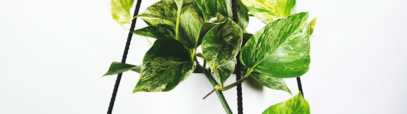 欧洲冠军联赛皇家马德里对阵拜仁慕尼黑比赛预告